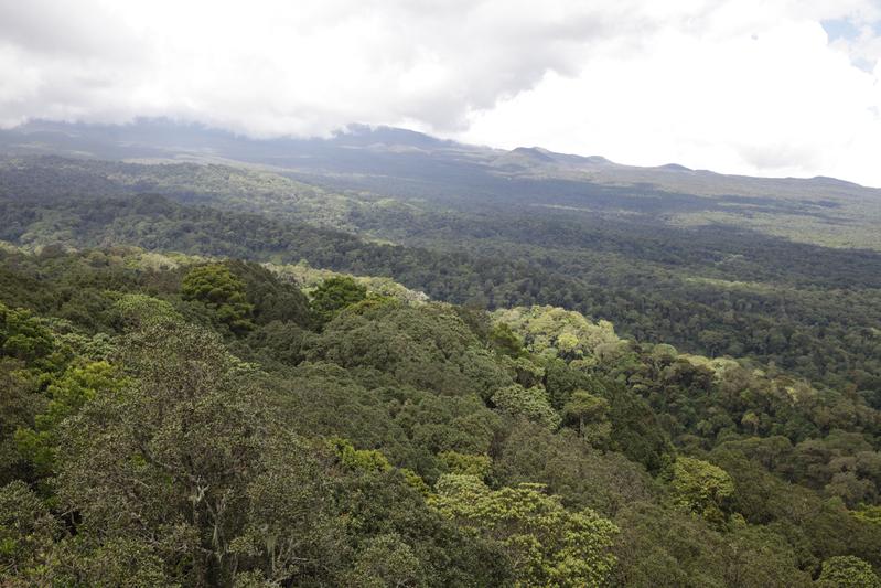 Forest belt at the foot of Kilimanjaro.