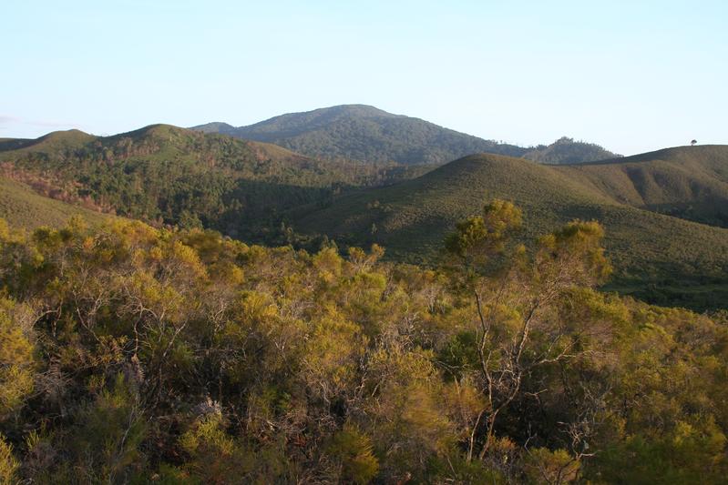 Extensive acacia cover after forest fires in the Pare Mountains.