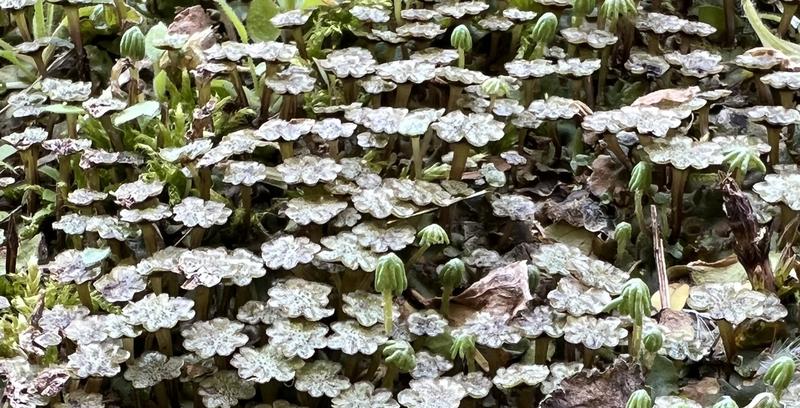 Marchantia growing in nature