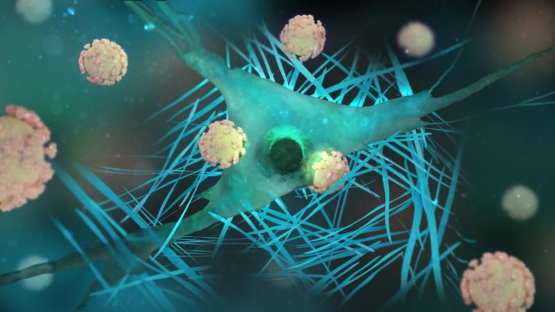Peptidfasern können den Transport von therapeutischen Viren in Zellen unterstützen. In einer aktuellen Studie zeigen Forschenden des Max-Planck-Instituts für Polymerforschung welche molekularen Eigenschaften wichtig sind, um diesen Vorgang zu ermöglichen