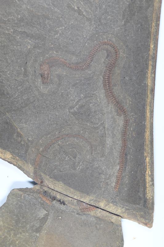 Die neu entdeckte Schlange ist nur 41 Zentimeter lang und wahrscheinlich der Familie der Pythons zuzuordnen. 