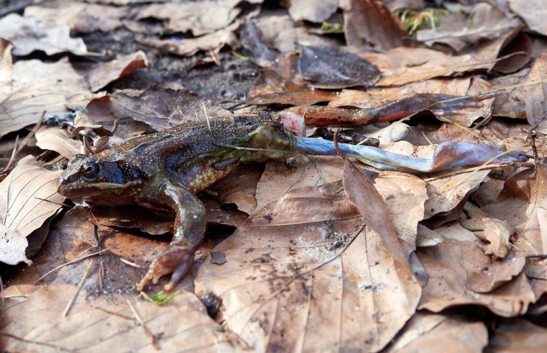 Erlegter Teichfrosch, dessen Bein lediglich gehäutet wurde. 