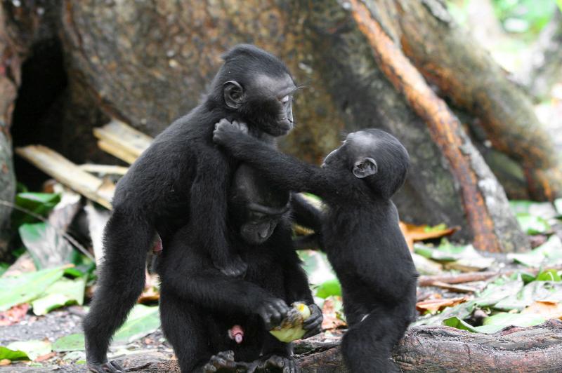 Crested macaque infants learn many of their species-specific behavioural patterns through play with their peers.