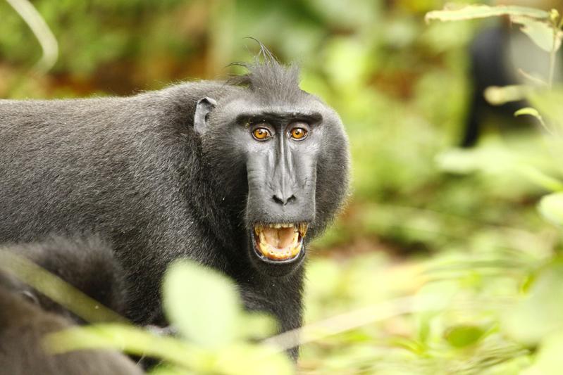 A male crested macaque displays a threatening gesture. Males compete strongly for social dominance, but also support their offspring when they are involved in conflicts.