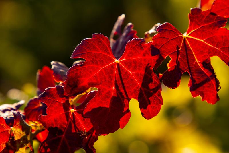 Herbstliche Blätter der Wildrebe, die in der Lage ist, auf salzigen Böden zu gedeihen. Forschende des KIT haben untersucht, wie das funktioniert. (Foto: Maren Riemann, KIT)