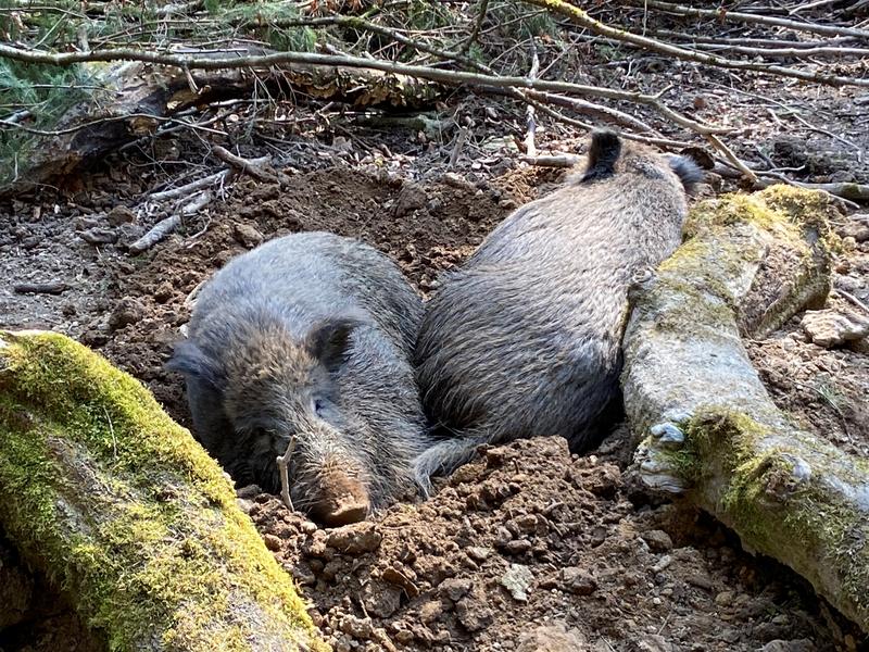 Wildschweine beim Suhlen