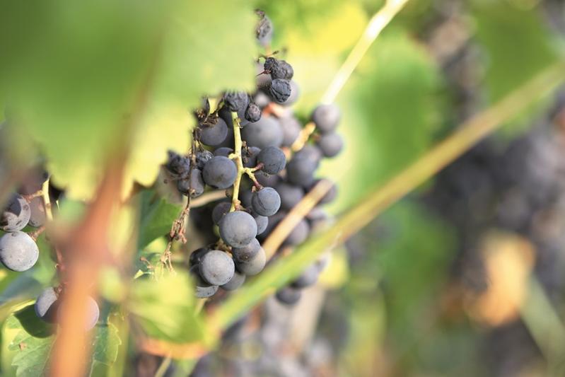 Fernstudium Management in der Weinwirtschaft MBA
