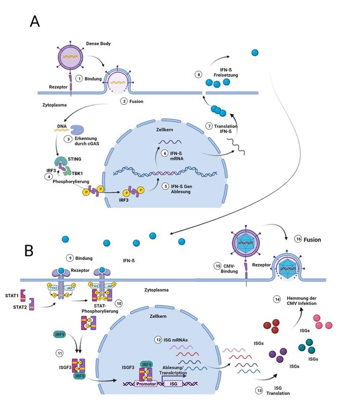 Schematisch Darstellung des Einflusses von Dense Bodies auf die Zelle und die CMV-Infektion. Abbildung erstellt mit Biorender.com.