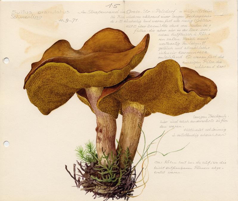 Schmerling Suillus granulatus (L.) Snell, Aquarell von Dr. Fritz Wohlfarth, Polsdorf, Bayern (Größe: 19,5 x 23,0 cm)