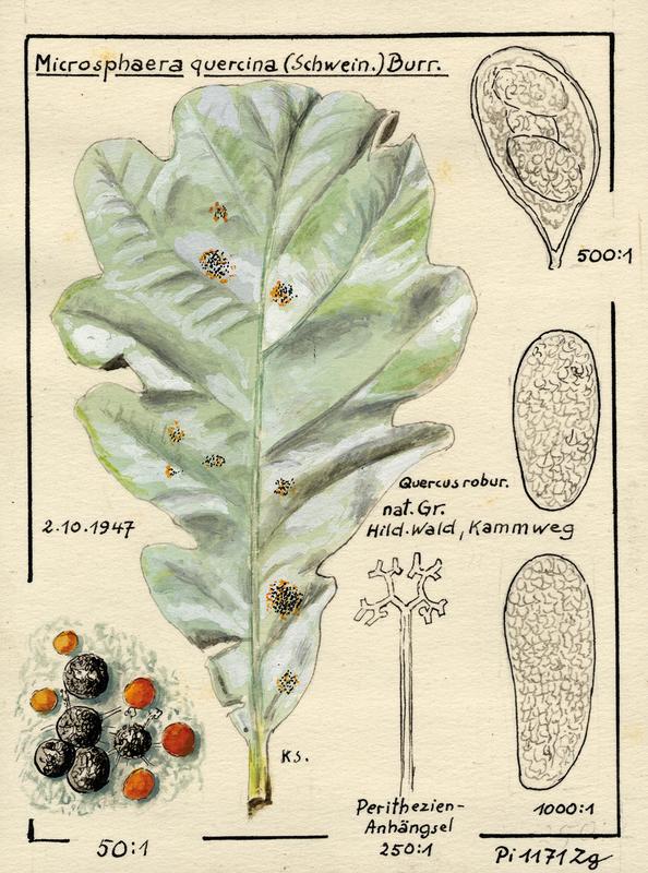 Eichenmehltau (Erysiphe alphitoides, syn. Microsphaera quercina) – Aquarell von Konrad Schie-ferdecker, Hildesheim, Niedersachsen (Größe: 12 x 9 cm)