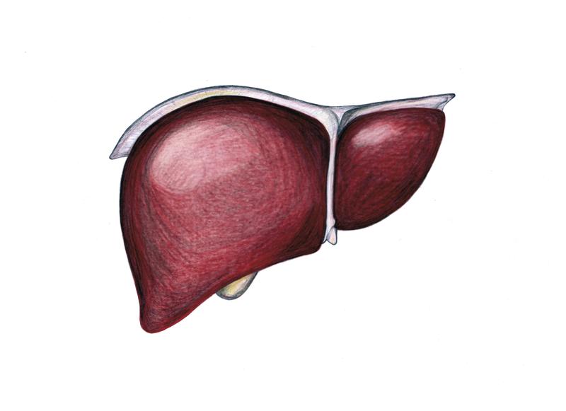 The drawing of a liver. 