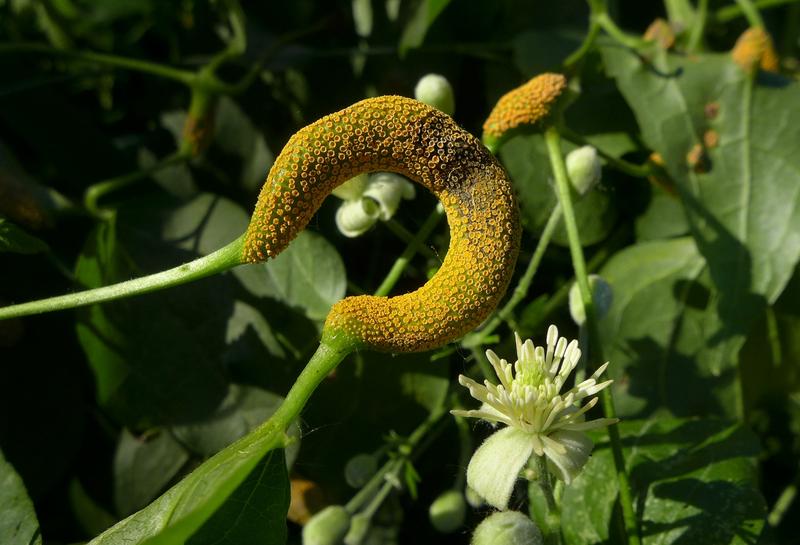 Der Rostpilz Puccinia alnetorum fällt mit seinen dicht gedrängten orangefarbenen Sporenlager an den verkrümmten Blattstielen und Blättern der Gewöhnlichen Waldrebe sehr auf.