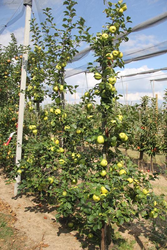 Bäume der Apfelsorte Pia41 zeigten sich im Versuchsanbau widerstandsfähig gegen den Apfelschorf.