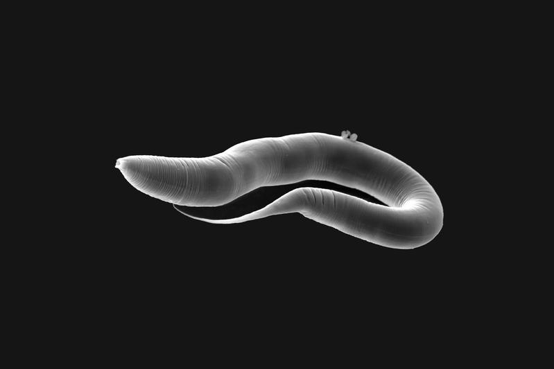 The research team studied the adaptation of the bacterium P. lurida at the transition from a free-living to a host-bound lifestyle as a symbiont of the nematode Caenorhabditis elegans (pictured).