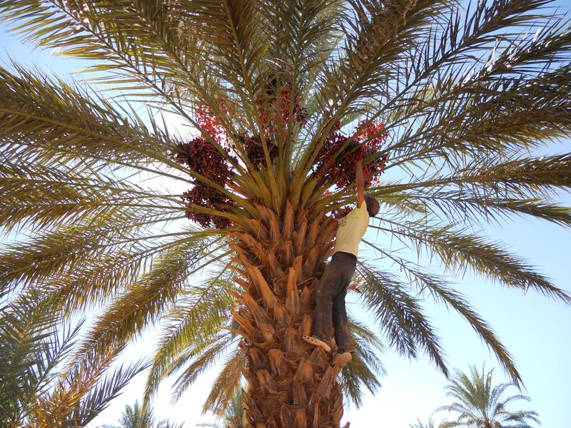 Eine besondere Rolle spielt die Vielfalt der landwirtschaftlich genutzten Arten – Dattelpalmoasen wie hier Zagora in Marokko weisen eine hohe genetische Diversität auf und bieten Lebensräume für eine Vielzahl von Tieren.