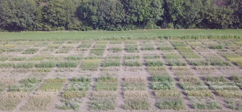 Viele Feldversuche mit unterschiedlichen Faktoren zeigen: Setzen Landwirte im Mischfruchtanbau auf eine höhere Diversität bei den Nutzpflanzen, steigt die Menge und Vielfalt der Gliederfüßer – wie Insekten, Spinnen- und Krebstiere.