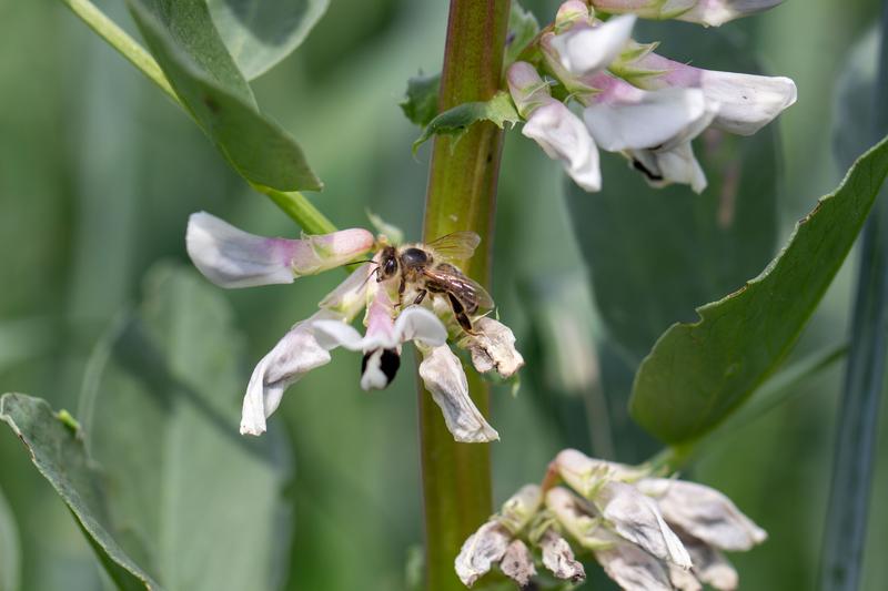 Promoting biodiversity on a broad scale can secure the future of biodiversity even in intensive agriculture.