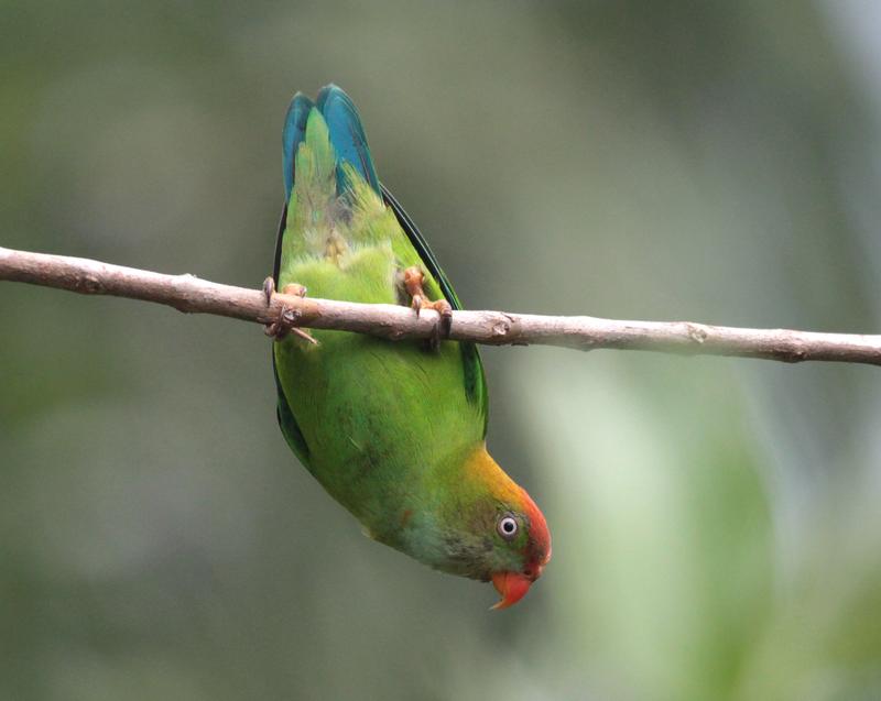 	The Sri Lanka Hanging-Parrot (Loriculus beryllinus) lives only in Sri Lanka. It is globally a very rare species, meaning there are few individuals