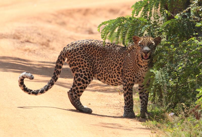 Der Leopard (Panthera pardus) hat eine geringe bis mittlere Häufigkeit
