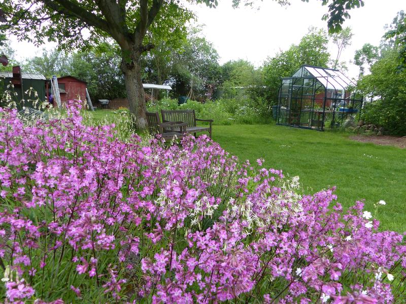 Gartenszene mit „Nelkenhügel“, geschmückt mit Viscaria vulgaris Bernh. (Gewöhnliche Pechnelke), in Deutschland auf der Vorwarnliste, und Silene nutans L. (Nickendes Leimkraut), in Sachsen auf der Vorwarnliste.