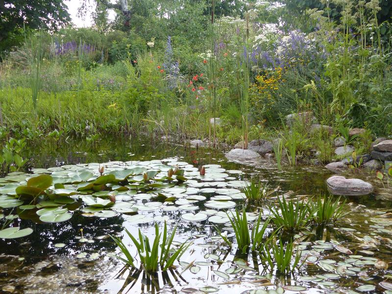 Bustling wildlife around a pond. In the foreground is Stratiotes aloides L. (water pineapple), classified as vulnerable in Germany and extinct in Baden-Württemberg, thrives as a submerged aquatic native, making it an ideal choice for garden ponds.