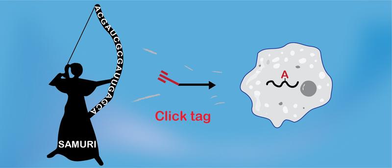 SAMURI is a new ribozyme that attaches a targeted modification to cellular RNA for click chemistry. 