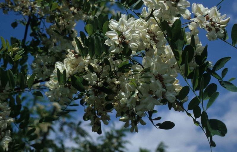 Die aus Nordamerika stammende Robinie ist in Österreich weit verbreitet. In Schutzgebieten wir im Nationalpark Donauauen führt ihre Ausbreitung zur Zerstörung wertvoller Blumenwiesen.