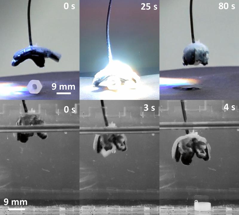 Material becomes a gripper: triggered by light, the hydrogel releases water and contracts. In the process, it encloses a small object, which it can also release again