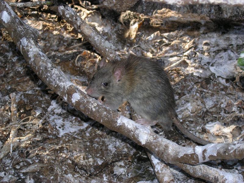 Die invasive Hausratte (Rattus rattus) hat weltweit negative Auswirkungen auf den Menschen und die Natur. 