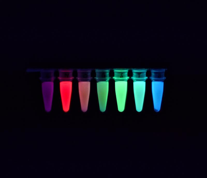 Biosensoren können Produktmoleküle detektieren und dabei leicht auszulesende, fluoreszente Signale in verschiedenen Farben ausgeben. 