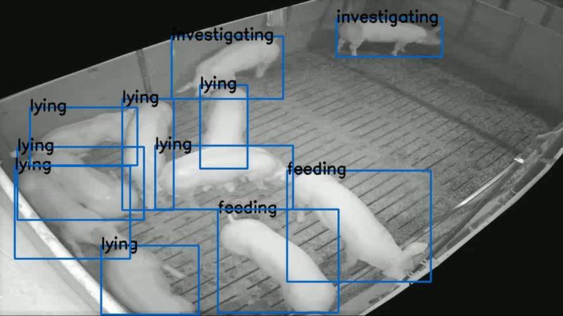 Kameras und Sensoren liefern Daten über das Stallverhalten von Schweinen, KI-Algorithmen identifizieren Verhaltensmuster.