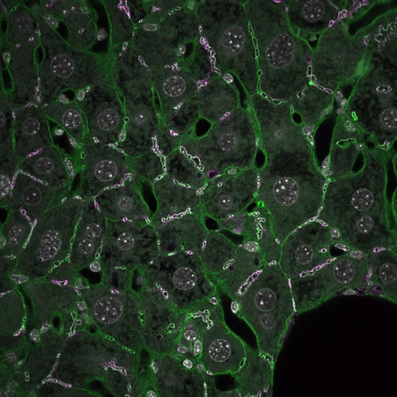 Mikroskopie-Aufnahme von Lebergewebe mit Gallenkanälchen, bei der die apikalen Schotte in Magenta und Grün angefärbt sind. 