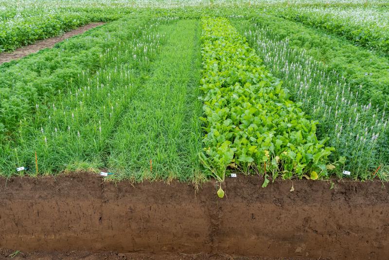 Soil profile of a test field: Samples the size of a brick were taken from the soil at different depths and the roots were then isolated, scanned and measured. 
