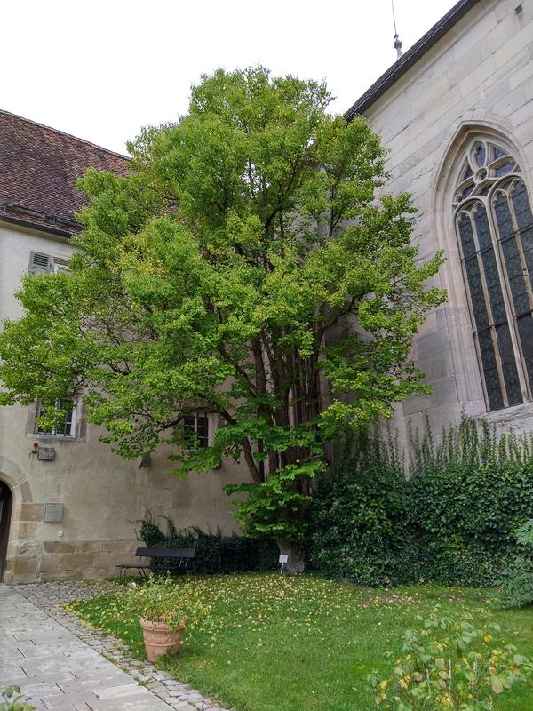 Lebkuchenbaum oder Japanischer Kuchenbaum (Cercidiphyllum japonicum) im Kloster Bebenhausen bei Tübingen