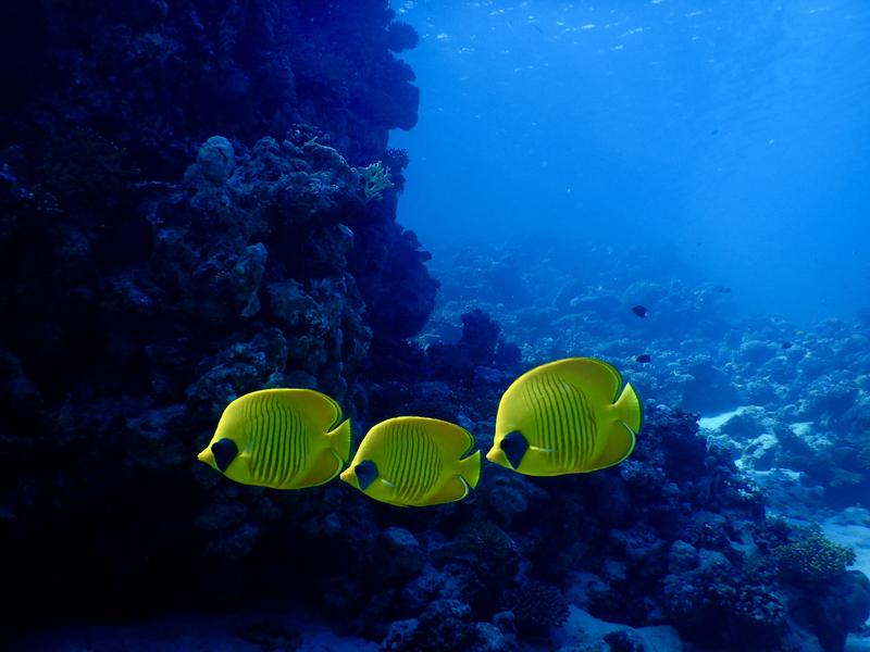 Drei Maskenfalterfische (Chaetodon semilarvatus) im Roten Meer. Maskenfalterfische können bis zu 23 cm lang werden, am häufigsten sind jedoch Körperlängen von bis zu 15 cm.