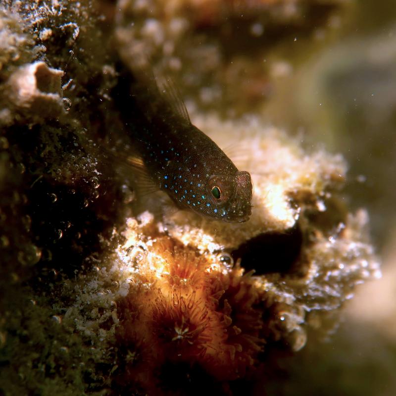 A starry goby (Asterropteryx semipunctata) in Kaneohe Bay, Hawai’i. This fish reaches a maximum size of four centimeters.
