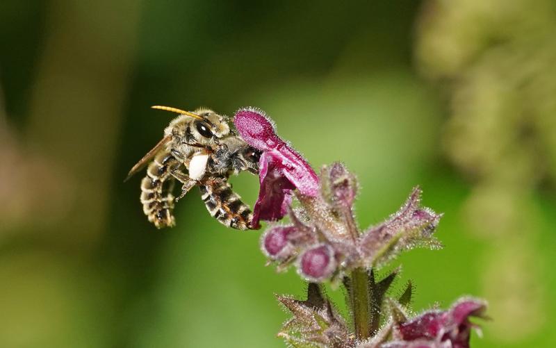 Schlürfbienen bei der Paarung am Wald-Ziest. (Hinweis: Die Art auf dem Bild zeigt nicht mit vollständiger Sicherheit die Östliche Schlürfbiene. Es sind in jedem Falle aber Vertreter einer heimischen Art der Gattung Schlürfbienen.)