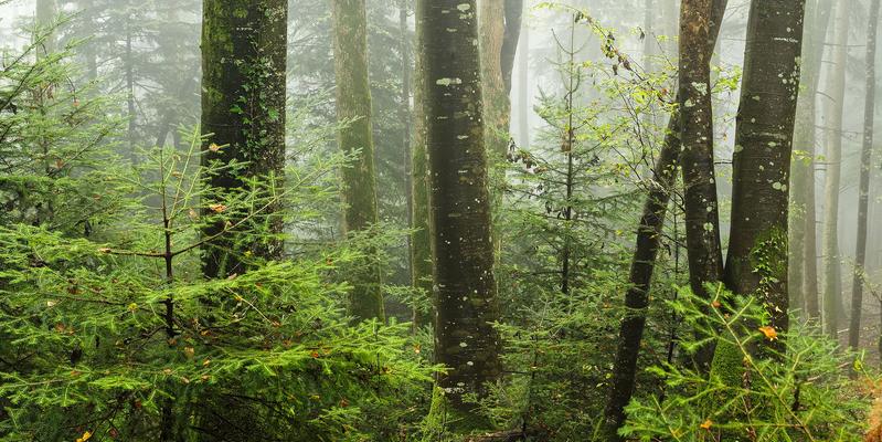 Naturwaldreservat Tariche Bois Banal, Schweiz.