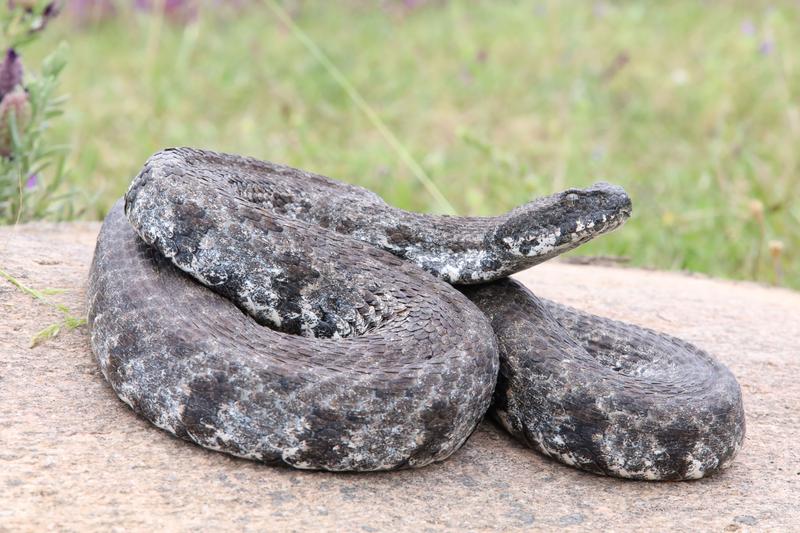 The venom of the Milos viper (Macrovipera schweizeri), here an adult animal on the Greek island of Milos, has now been analysed for the first time.