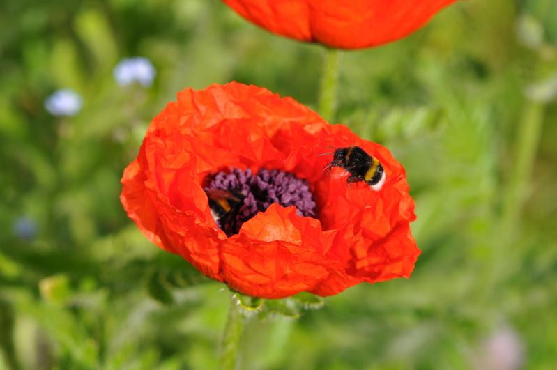 Buff-tailed bumblebee (Bombus terrestris).