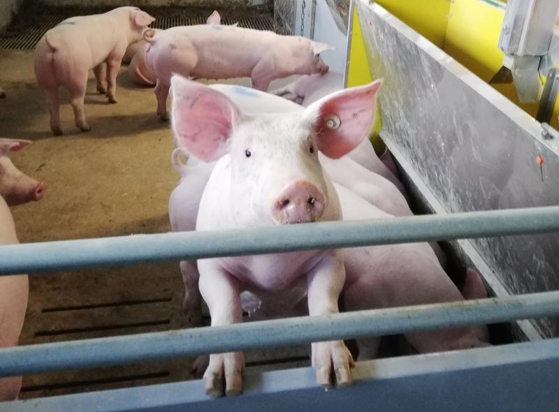 Mit einfachen bautechnischen Maßnahmen lassen sich die Emissionen von Schadgasen aus Mastschweineställen deutlich reduzieren – so ein Zwischenergebnis der Universität Hohenheim aus dem Verbundprojekt EmiMin.