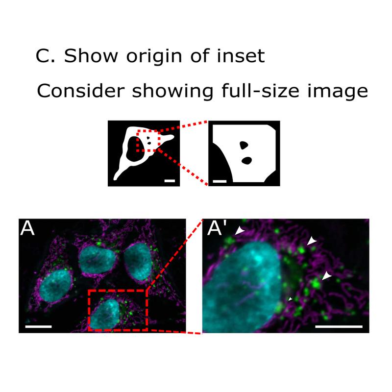 Genaue Angaben zum Maßstab und zur Herkunft von Bildausschnitten zählen zu den Qualitätskriterien bei der Veröffentlichung mikroskopischer Bilder.