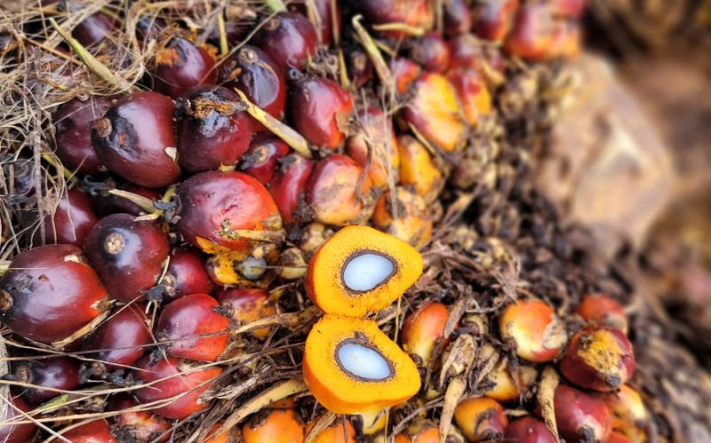 Frucht der Ölpalme
