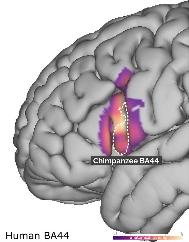 The study shows that the area responsible for syntactic processes in humans is the result of a large expansion in the left hemisphere. 