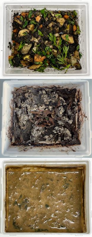 In den naturnahen Kompost-Mesokosmen (hier nach 0, 100 und 600 Tagen, von oben nach unten) konnten die Forschenden die Anpassung von Wirtslebewesen und Mikroorganismen an komplexe Umweltbedingungen über einen langen Zeitraum beobachten.