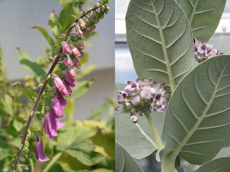 Der in Deutschland heimische rote Fingerhut Digitalis purpurea (links) und der im nördlichen Afrika beheimatete Fettblattbaum Calotropis procera (rechts), der auch Oscher genannt wird, wurden für die Untersuchungen ausgewählt. 