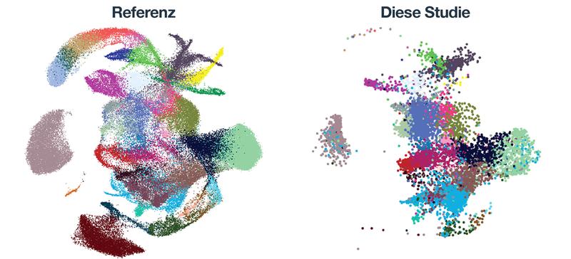 Einzelzell-Transkriptom Analyse einer embryonalen Referenzprobe im Vergleich zu mit FGF-instruierten Stammzellen aus der Studie. Farbliche Punkte zeigen unterschiedliche Zellentypen. Trotz Instruktion durch FGF (rechts) bilden sich versch. Zelltypen.