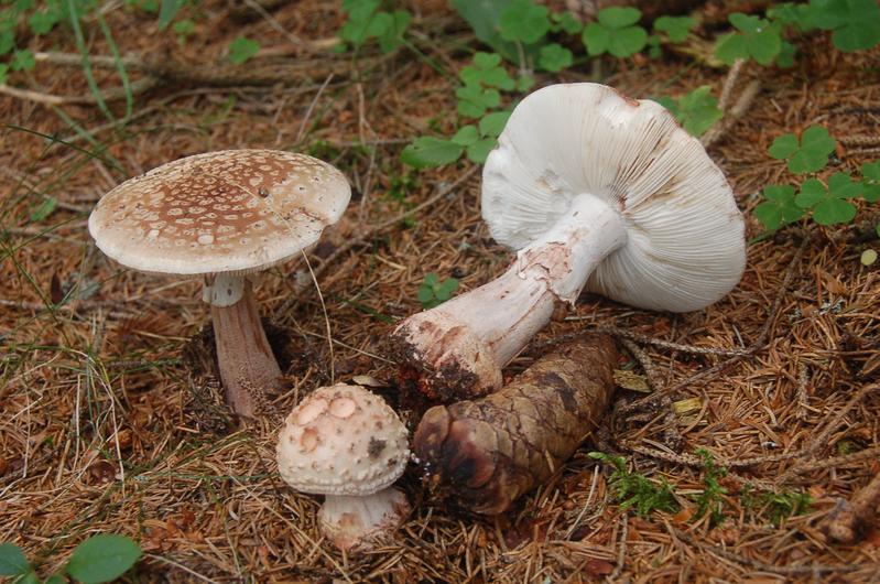 Der Perlpiz (Amanita rubescens), 