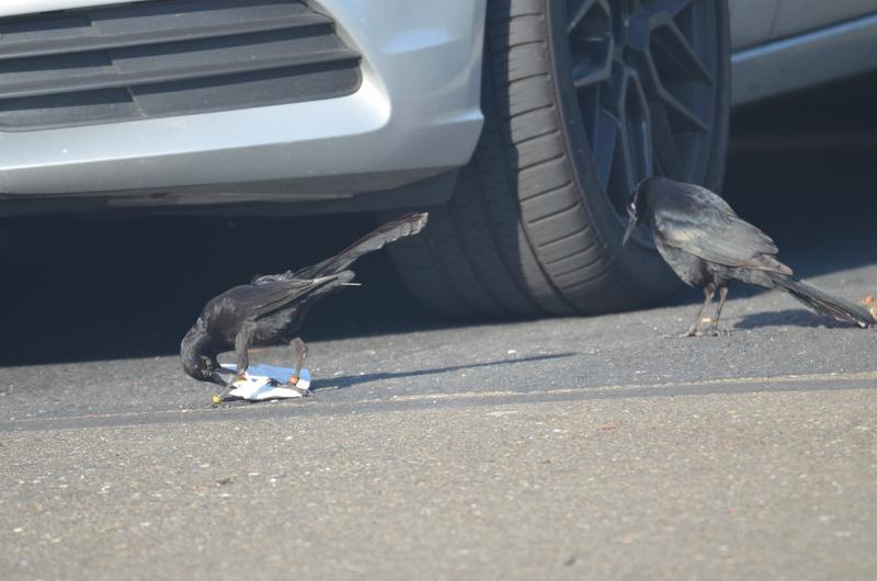 Eine erwachsene männliche Großschwanzgrackel (rechts) beobachtet, wie Cuervo (ein junges Männchen, links) auf dem Parkplatz eines Einkaufszentrums in Sacramento, Kalifornien, Nahrungsreste aus einem Behälter fischt.