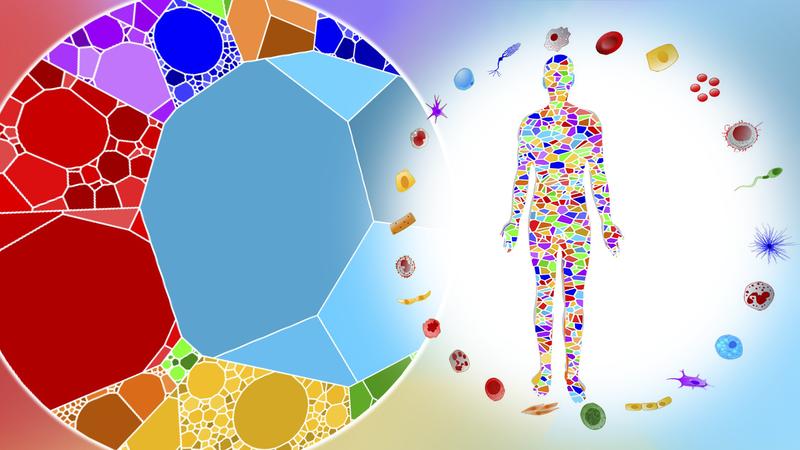 Cellular Cartography - Charting the Sizes and Abundance of Our Body's Cells Reveals Mathematical Order Underlying Life